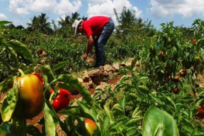 PMA y Unicef inician proyecto de seguridad alimentaria en Holguín y Mayabeque