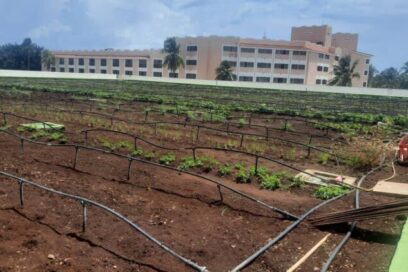 Agricultura urbana echa raíces en el Hotel Meliá Internacional