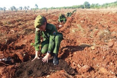 Siembran cedros en homenaje a Fidel (+video)