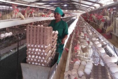 Reviving Poultry Farming in Ciego de Ávila