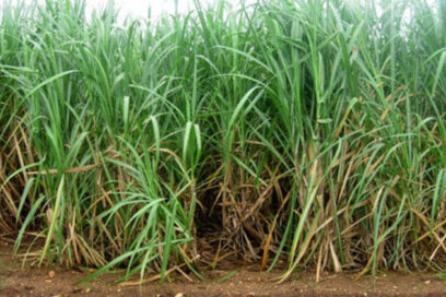 Por más caña, la Empresa Azucarera Boris Luis Santa Coloma