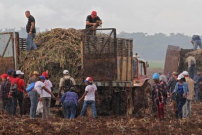 Apoya movimiento sindical cubano labores de siembra de caña