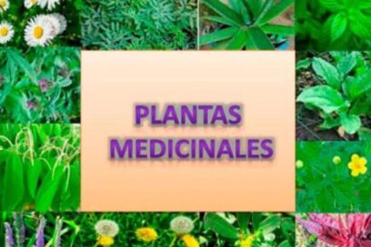 La salud que brinda la naturaleza