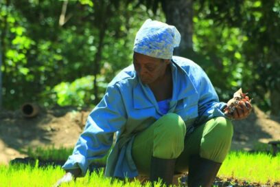Una revolución sostenible del café en las montañas de Granma