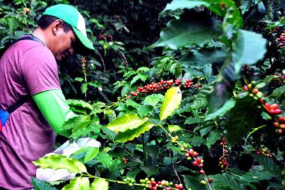 Granma recoge su café: una cosecha que apuesta a renacer