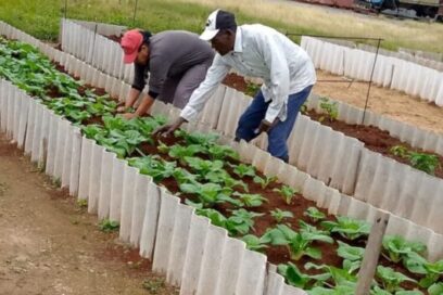 CTC insta a entidades a solicitar tierras para su propio cultivo