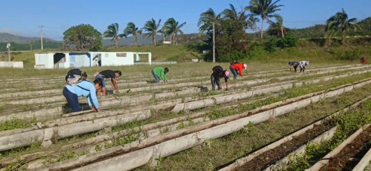 Enfermeras y estudiantes de la Universidad de Ciencias Médicas de Santiago de Cuba realizaron labores de limpieza de canteros en el organopónico La República. (Sirelis Pérez Ferrer)