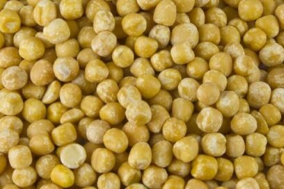 El chícharo:  su aporte a la alimentación y a la ciencia