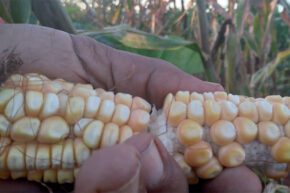 Maíz y soya: directo al grano