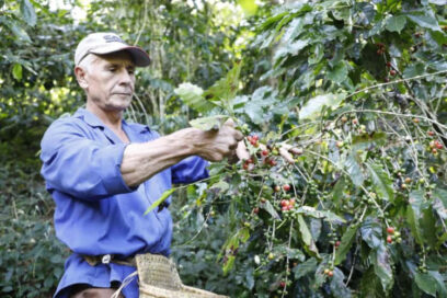 Cafetaleros en ardua labor
