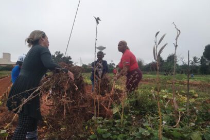 CTC de Artemisa: manos voluntarias en la producción de alimentos