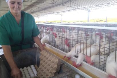 Volver al cacareo habitual