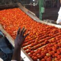 Comenzó zafra del tomate en matancera Planta Libertad