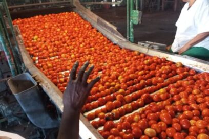 Comenzó zafra del tomate en matancera Planta Libertad