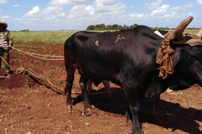 Agricultura avileña enfrenta contingencias