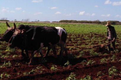 La manía de los morosos