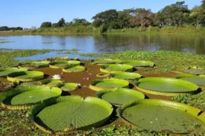 Urge restaurar los humedales degradados del planeta