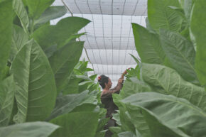 Esquema cerrado: ¿negocio redondo? (Separata Economía)