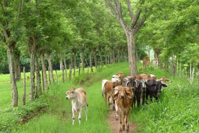 30 años a favor del manejo forestal sostenible