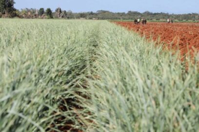 Agroindustria Harlem: La voluntad de no quedarse inmóviles
