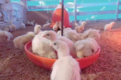 Más Bella, Más Aurora