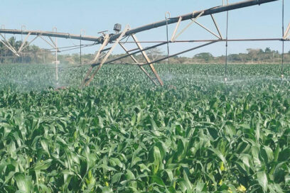 Esperanzador proyecto de maíz híbrido en Jovellanos