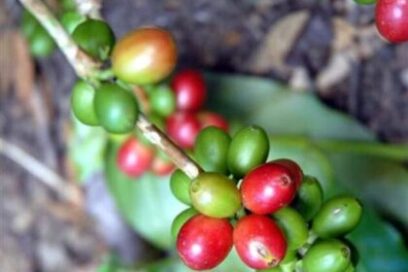 Riego fotovoltaico favorecerá la producción de café en el oriente cubano
