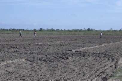 Agricultores pinareños en campaña