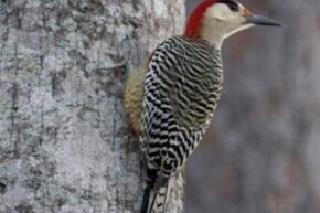 Isla Viva y Protegida