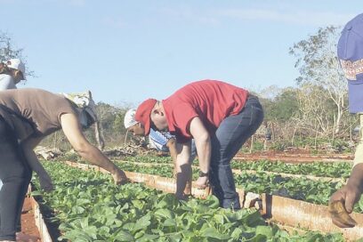 Jornada nacional de trabajo voluntario: Ejercicio en favor de la economía