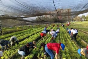 Villa Clara en Primero de Mayo (+ Fotos)