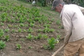 Eventuales en el surco, ¿desprotegidos mañana?