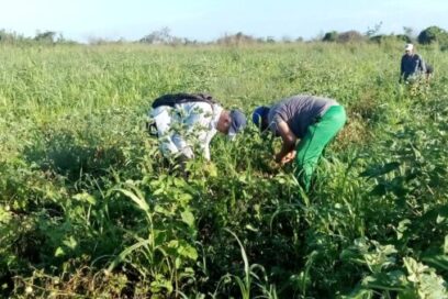 Granma se volcó al trabajo voluntario en saludo al Primero de Mayo