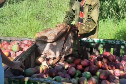 En cosecha de mango actores económicos en Jagüey Grande