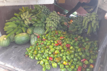 Buena Vista de soberanía alimentaria en la espirituana Palmares