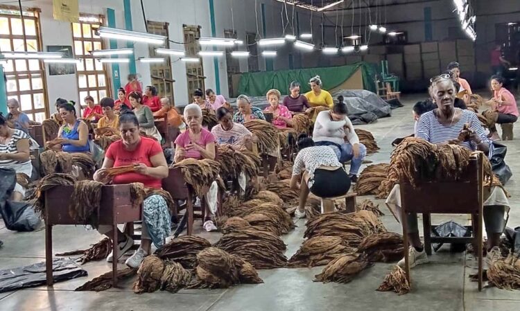 Escogida San Juan: Alrededor de 3 300 toneladas es el acopio estimado de la campaña 2025/26.