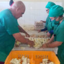 Recuperan avileños planta incubadora