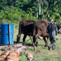 Niquero impulsa soberanía alimentaria