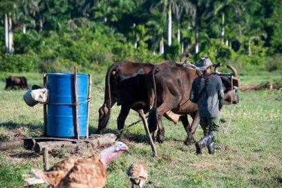 Niquero impulsa soberanía alimentaria