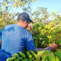 Buscando  guayaba andan en Jagüey Grande