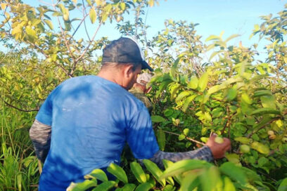 Buscando  guayaba andan en Jagüey Grande