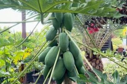 Innovar para producir más