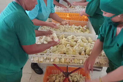 Avicultores avileños potencian línea genética de alta calidad