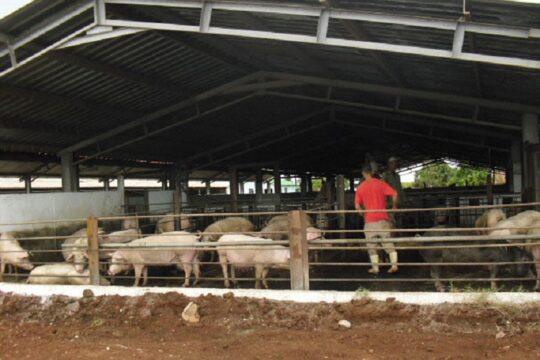 Tahón a la vanguardia de las producciones agropecuarias